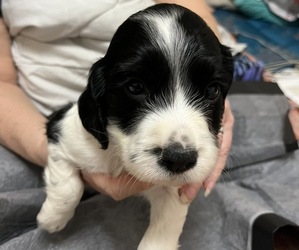 English Cocker Spaniel Puppy for sale in MULBERRY, FL, USA