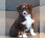 Small Photo #2 Australian Shepherd Puppy For Sale in DREXEL, MO, USA