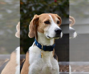 Taylor *Adopt* - Male Mutt Dog for Adoption - Photo #3