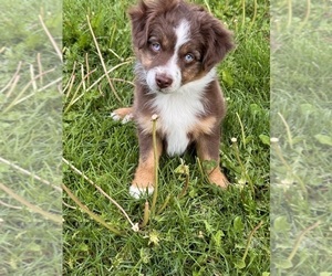 Miniature Australian Shepherd Puppy for Sale in ASPEN, Colorado USA