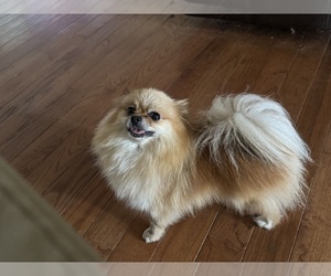 Mother of the Pomeranian puppies born on 06/18/2025