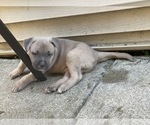 Small Photo #2 Bullypit-German Shepherd Dog Mix Puppy For Sale in BUFFALO, NY, USA