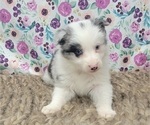 Small Photo #12 Border Collie Puppy For Sale in BLAKESBURG, IA, USA