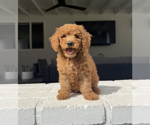 Medium Photo #1 Poodle (Miniature) Puppy For Sale in MARYSVILLE, CA, USA