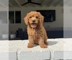 Puppy 2 Poodle (Miniature)