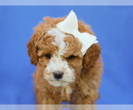 Small #4 Cavapoo (Miniature)