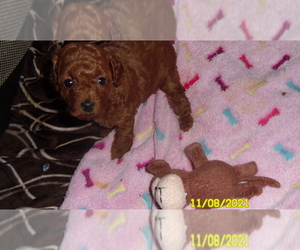 Poodle (Toy) Puppy for sale in DULUTH, GA, USA