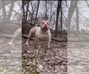 Father of the American Bully puppies born on 04/17/2026