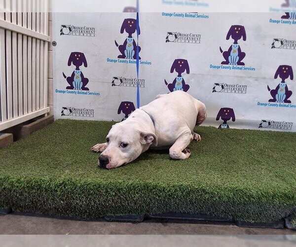 Medium Photo #1 Argentinian Mastiff-Labrador Retriever Mix Puppy For Sale in Orlando, FL, USA