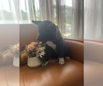 Small #1 Akita