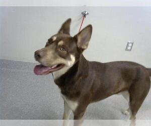 German Shepherd Dog-Siberian Husky Mix Dogs for adoption in Pasadena, TX, USA