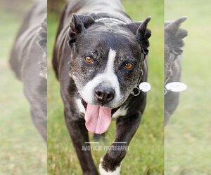 American Pit Bull Terrier-Staffordshire Bull Terrier Mix Dogs for adoption in McKinney, TX, USA