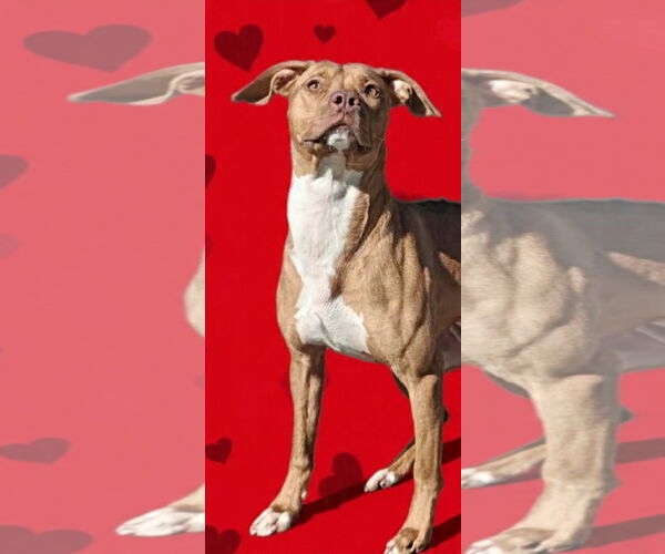 Medium Photo #12 Unknown-Vizsla Mix Puppy For Sale in Talladega, AL, USA