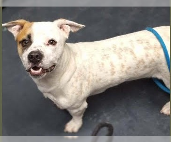 Medium Photo #5 Mutt Puppy For Sale in Aurora, CO, USA