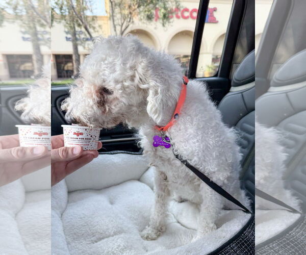 Medium Photo #15 Mutt Puppy For Sale in Corona, CA, USA