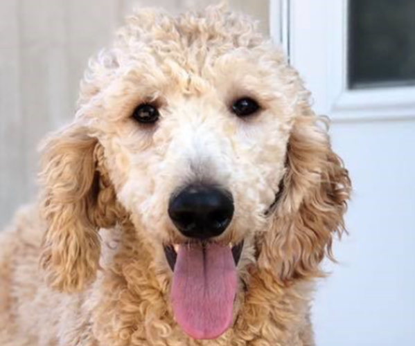 Medium Photo #1 English Cream Golden Retriever-Poodle (Standard) Mix Puppy For Sale in KARLSTAD, MN, USA