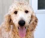 Small Photo #1 English Cream Golden Retriever-Poodle (Standard) Mix Puppy For Sale in KARLSTAD, MN, USA