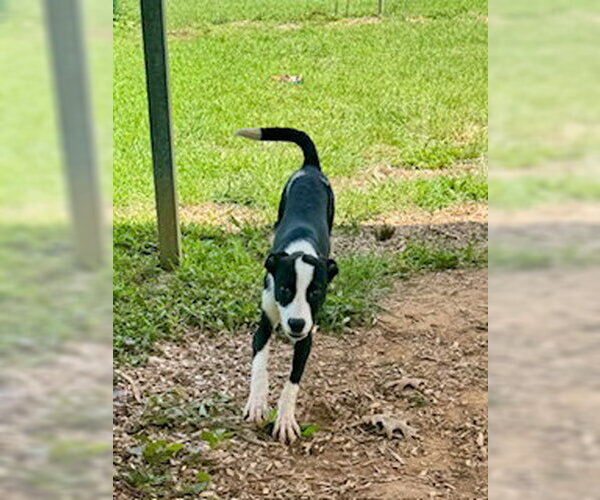 Medium Photo #1 Beagle-Unknown Mix Puppy For Sale in Sparta, TN, USA