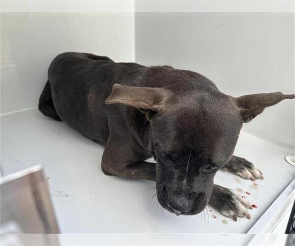 Medium Photo #1 American Pit Bull Terrier-Unknown Mix Puppy For Sale in Houston, TX, USA