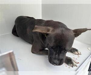American Pit Bull Terrier-Unknown Mix Dogs for adoption in Houston, TX, USA