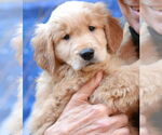 Small #1 Golden Retriever