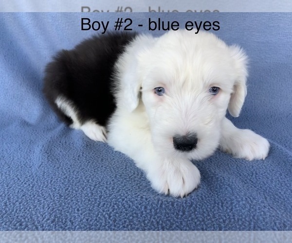 Medium Photo #3 Old English Sheepdog Puppy For Sale in MESA, AZ, USA