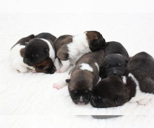 Akita Litter for sale in STRAFFORD, MO, USA