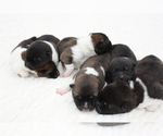 Image preview for Ad Listing. Nickname: Litter of 6