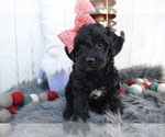 Small #5 Schnoodle (Miniature)