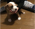 Small Photo #8 American Bully Puppy For Sale in GRIFFIN, GA, USA