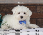 Small Photo #3 Maltese Puppy For Sale in SHILOH, OH, USA