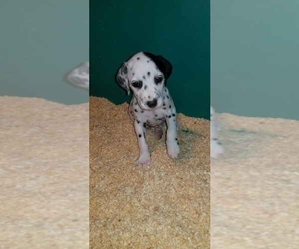 Medium Photo #11 Dalmatian Puppy For Sale in DUVALL, WA, USA