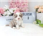 Small Photo #4 Aussiedoodle Miniature  Puppy For Sale in COLLEGE STA, TX, USA