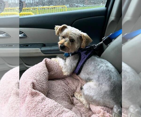 Medium Photo #8 Mutt Puppy For Sale in Rootstown, OH, USA