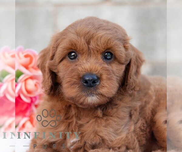 Medium Photo #3 Cavapoo (Miniature) Puppy For Sale in DORNSIFE, PA, USA