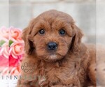 Small #2 Cavapoo (Miniature)