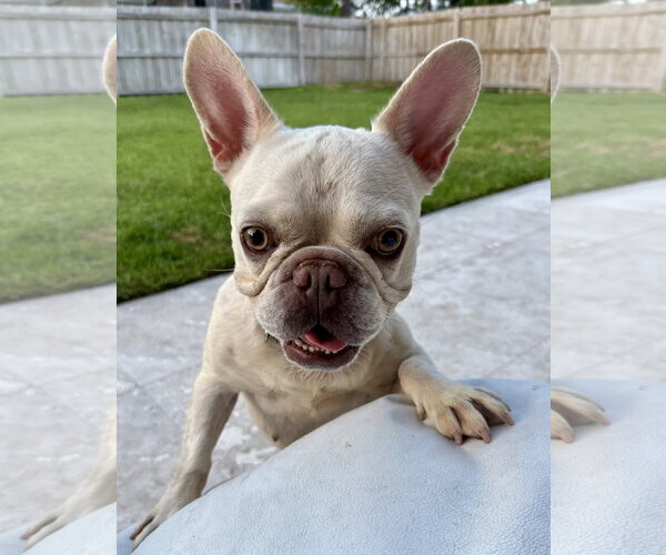 Medium Photo #14 French Bulldog Puppy For Sale in Boca Raton, FL, USA