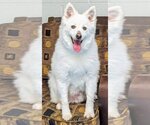 Small #10 Pomeranian Mix
