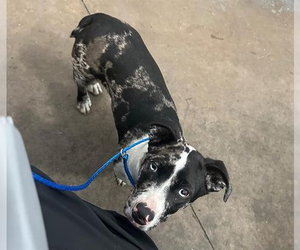 Catahoula Leopard Dog-Unknown Mix Dogs for adoption in Woodbury, NY, USA