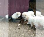 Small Photo #16 Great Pyrenees Puppy For Sale in MOODY, MO, USA