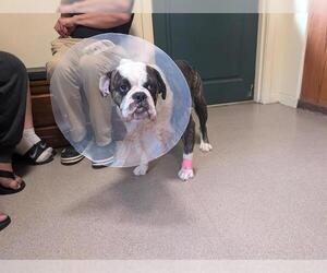 Bulldog Dogs for adoption in Pasadena, CA, USA
