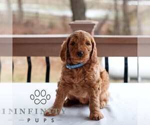 Goldendoodle (Miniature) Puppy for sale in GAP, PA, USA