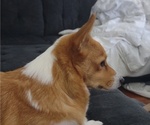 Small Photo #1 Pembroke Welsh Corgi Puppy For Sale in SPRING LAKE, MI, USA