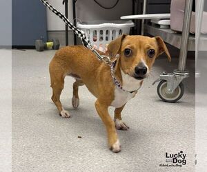 Peachy - Female Jackshund Dog for Adoption - Photo #2