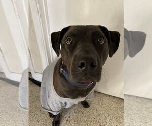 COURTESY POST: Amor - Female Mutt Dog for Adoption - Photo #2