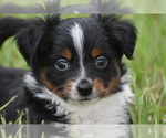 Small #6 Miniature Australian Shepherd