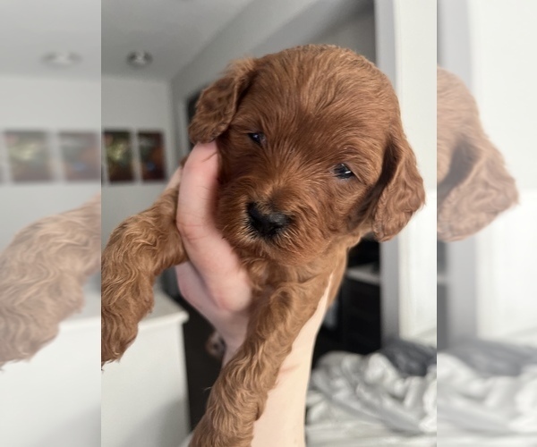 Medium Photo #5 Goldendoodle (Miniature) Puppy For Sale in MEDFORD, MA, USA