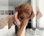 Small Photo #5 Goldendoodle (Miniature) Puppy For Sale in MEDFORD, MA, USA