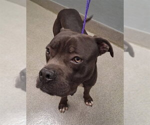 Mutt Dogs for adoption in Las Vegas, NV, USA
