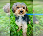Small #1 Mutt